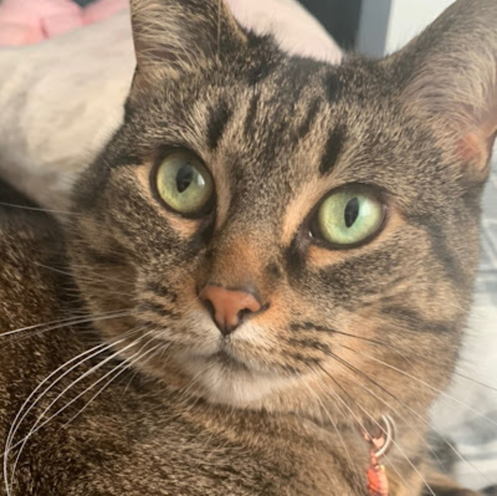 Meet your Posher, Max